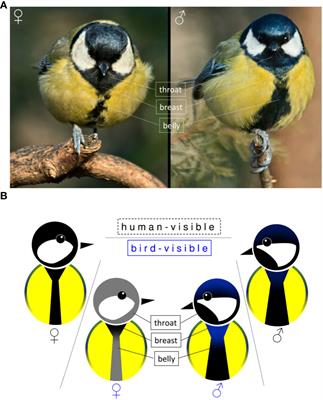 The great tit abdominal stripe contains a sexually dichromatic colour patch hidden from the human eye